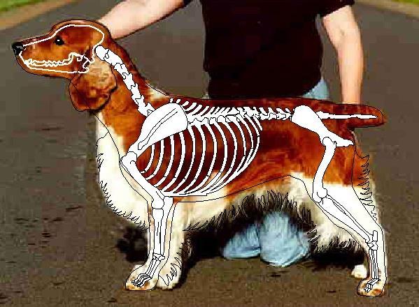 4.4.2. Walesinspringerspanielit näyttelyissä Vuosina 2010-2018 on rekisteröity yhteensä 1969 walesinspringerspanielia, joista näyttelyihin on osallistunut 706 koiraa eli 36% rekisteröidyistä.