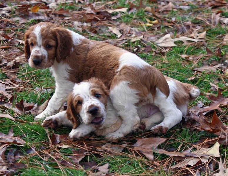 7. Lähteet i Walton, Anne, The Welsh Springer Spaniel Club Book of Champions 1902-1992, s. 7-11 (1993) ii Walton, Anne, The World of Dogs: Welsh Springers Spaniel, Kingdom Books England, s.