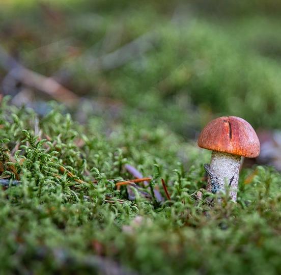 VALTAKUNNALLINEN SIENIPÄIVÄ 31.8. LASTEN SIENIKOULU Tehtäväkortti ja sienipiste. Verkkosivuille tulostettava kortti ja ohjeet, jota koulut ja päiväkodit voivat hyödyntää.