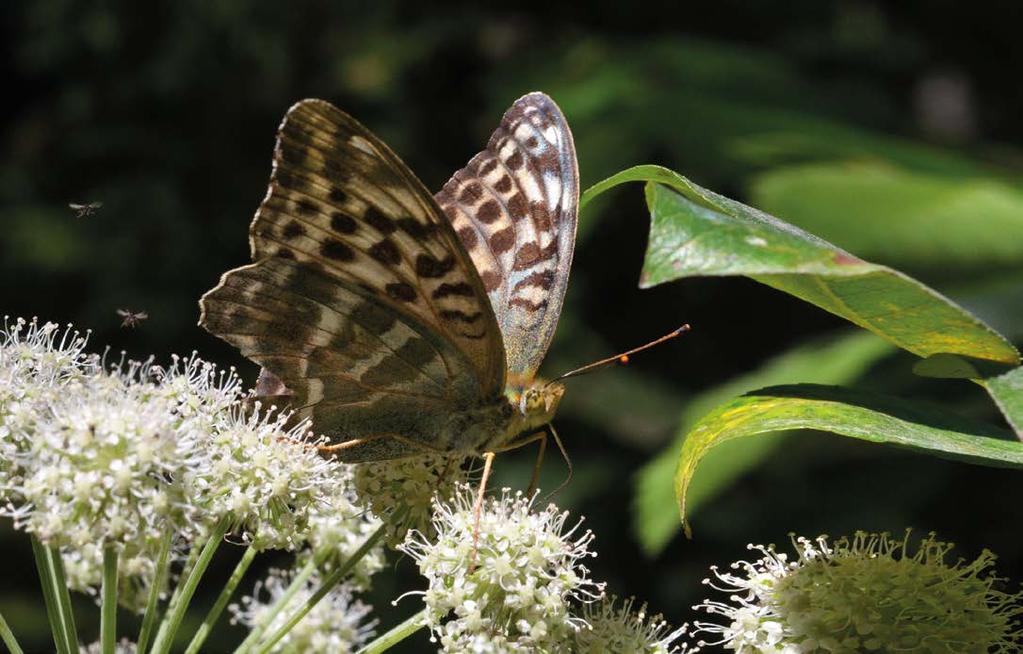JUHA SORMUNEN + Keisarinviitan (Argynnis paphia) kannat vahvistuivat entisestään. Sija Laji Yksilö- Linjoja Muutos verrattuna 2012 2011 määrä (n=69) 2011 02 11 1. 2. Tesmaperhonen (Aphantopus hyperantus) 15786 68 +58 +14 2.