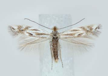 ratisbonensis has a black discal dot formed by about eight dark-tipped scales, and about twelve similar scales dispersed in the terminal
