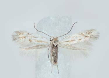 artemisiella has clearly lighter brownish-red tipped scales at the discal dot and sometimes a few similar scales at the periphery of the wing.