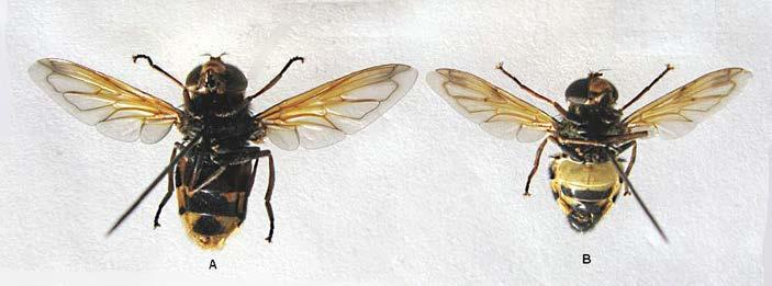 Herhiläinen (Vespa crabro) on viime vuosina nopeasti laajentanut elinaluettaan pohjoiseen ja perässä näyttää tulevan sen pesäloinen, kovakuoriainen herhiläislyhytsiipi (Velleius dilatatus).