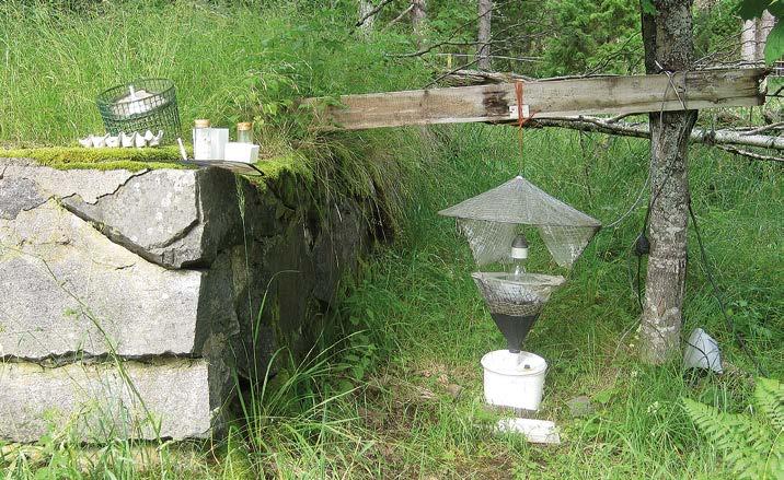keltasiilikäs (Rhyparia purpurata), isokeltasiipi (Lithosia quadra), sulkaharmomittari (Peribatodes secundarius) ja keltaritariyökkönen (Catocala fulminea)].