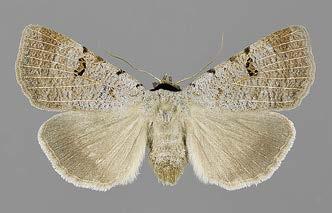 ASEMA LAJI HAVAINTOVUOSI (a) UUDISTULOKAS Apatura ilia (pikkuhäiveperhonen) 2006 Hemithea aestivaria (lehvämittari) 2007 Epirrhoe rivata (silkkiraanumittari) 2010 Euproctis similis (kultaperä) 2010