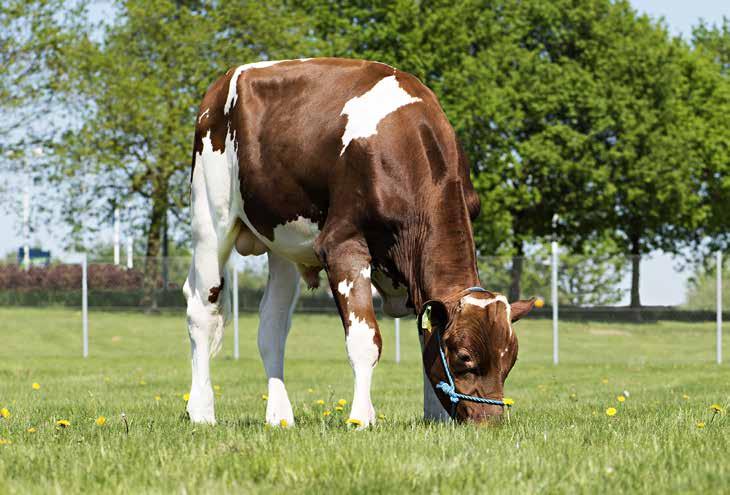 Chrille sopii monille. Ruotsissa Stallberg Lantbruk AB:n karjassa lypsävä emä on tuottanut keskimäärin yli 12 000 kiloa maitoa ja sen emä 15 000 kiloa.