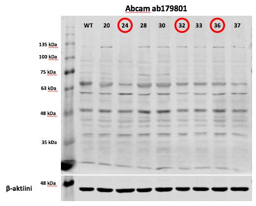 Kuva 10. Embigiinihiljennettyjen solujen embigiinitasot eivät eronneet villityypistä WB:ssa.