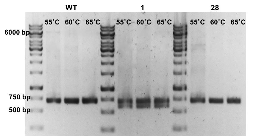 Kuva 13. Osa embigiinihiljennetyistä soluista oli EMB KO heterotsygootteja. MG-63-solujen embigiini-hiljentymisen onnistuminen tarkistettiin PCR:llä ja PCR-tuotteet ajettiin agaroosigeelille.