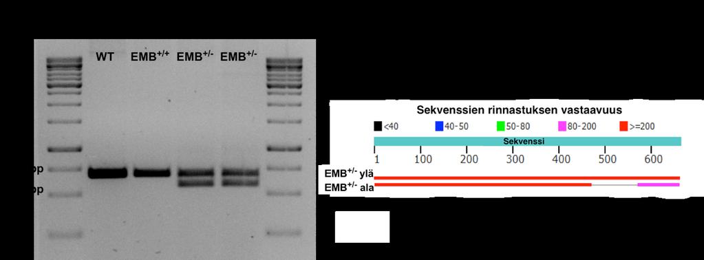 Kuva 14. CRISPR/Cas9-hiljennyksessä EMB-geenistä poistuu 98 emäsparin pituinen pätkä. A.