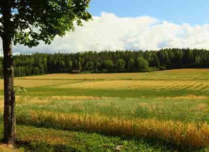 AVIAPOLIS 3.6 Kiviojanpelto Tunnus 0920174736, 0920174837 B1 Pinta-ala B1: 24 404 m 2 Kaavamerkintä YK: VL, A3 Luonto- ja maisema-arvot Avoin maisematila ja osa laajempaa viljelymaisemaa.