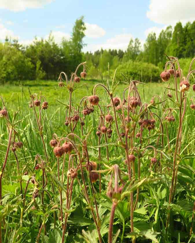 2.2 Kaupungin toimintamalli Vantaalla peltoihin ja niittyihin liittyvää suunnittelua ja hoitoa tehdään monessa eri yksikössä, joten yhteisten tavoitteiden merkitys on tämän takia erityisen tärkeää.