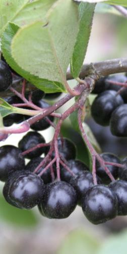 tyrnitila (10 ha) MARJA-ARONIA Pieni luomumarja-aroniatila (5,0 ha) Pieni tavanomainen