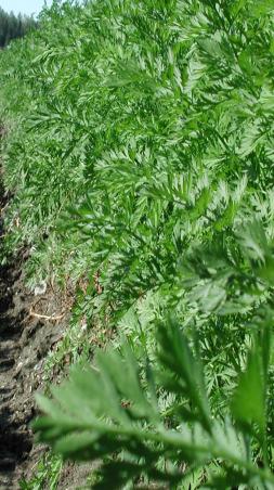(5 ha) Taimista viljeltävän sipulin vastaavat tilat PORKKANA Pieni luomuporkkanatila (1,5 ha) Pieni