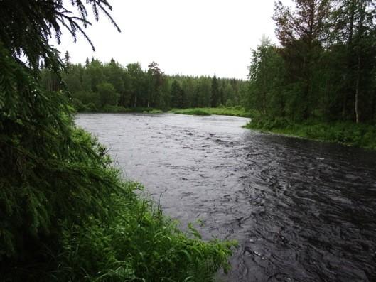 13 Kuva 8. Luulajanjokea Pitkäkoskea alaspäin. Joki levenee lompoloksi.