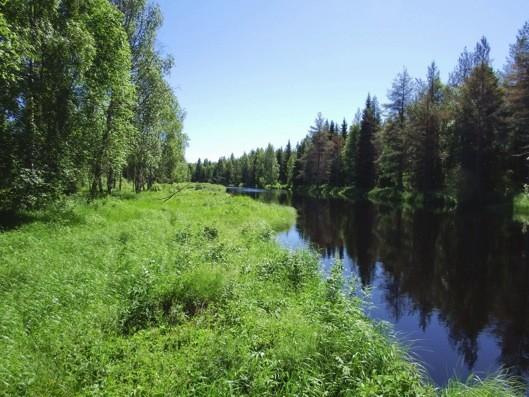 Kuva 9. Rauhallisesti virtaavan Luulajanjoen rantaa.