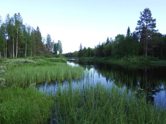 Rannat ovat soistuneita ja niissä kasvaa