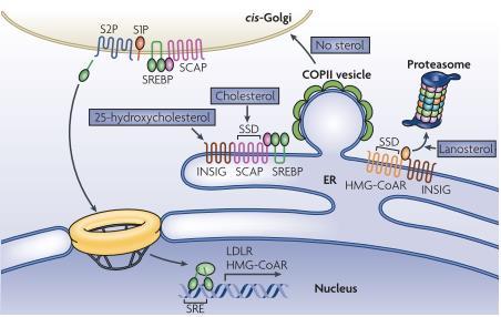 5 ymmärretty mekanismi kolesterolin solubiologiassa (kuva 3). SREBP on ER:llä sijaitseva transmembraaniproteiini, joka aktivoituu, kun sterolitasot solussa ovat alhaiset.