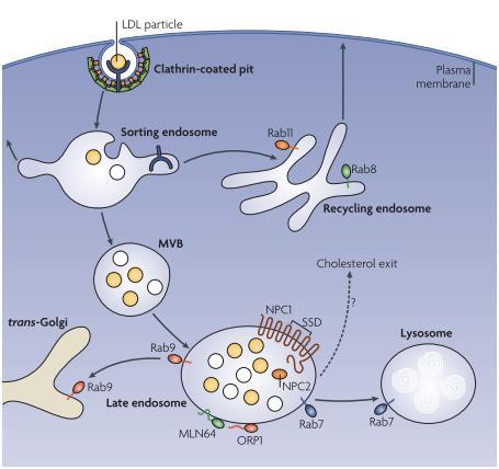 7 4.1 Kolesterolin sisäänotto Kolesterolia otetaan solun sisään reseptorivälitteisen endosytoosin avulla.