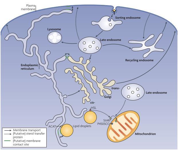 8 4.2 Kolesterolin kulkeutuminen solulimakalvostossa Kolesterolin de novo -synteesi ja säätely tapahtuu ER:llä, koska kolesterolia muokkaavat HMG-CoAR ja useat muut entsyymit ovat kiinteitä
