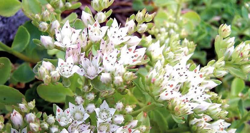 Yli 30 kaltevuuksilla on parasta käyttää ainoastaan maksaruohoa. On hyvä huo- Sedum hybridum Immergrünchen n. 15-20 % Sedum kamtschaticum n. 15-20 % Sedum spurium Pink ja White n.