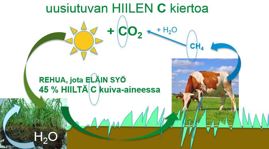 Case metaani Fotosynteesi: VEDESTÄ VALOSTA JA HIILIDIOKSIDISTA BIOMASSAA 6H 2 O + 6CO 2 C 6 H 12 O 6 + 6O 2 BIOMASSASSA 45% hiiltä: 10 tn hiiltä painaa 16,5 tonnia CO 2 Suomen miljoonan naudan
