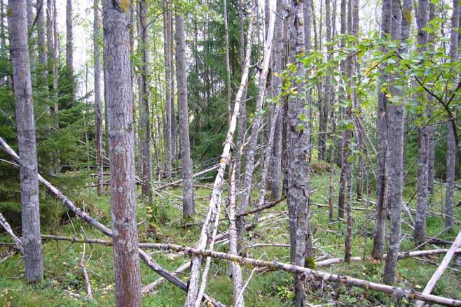 Lyhytkorsinevaa Fagerlandsmossenilla (kuva Samu