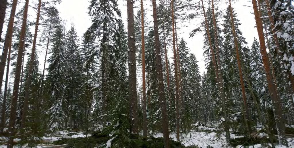 Yläharvennus Rantasalmella 2016, pistuma