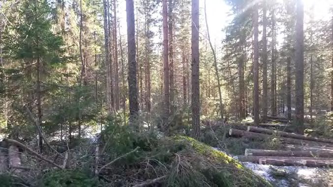 lähtöpuust 260 m3 Kuva yläharvennuksen