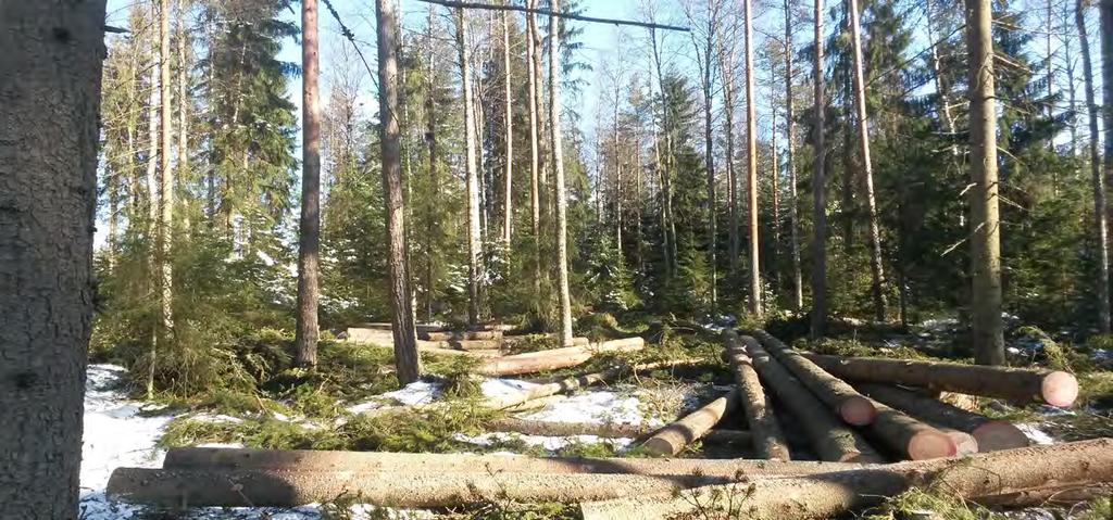 Kuusivaltainen sekametsä, Lpella, Lähtöpuust km.