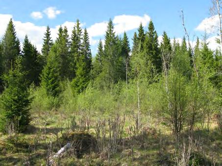 Hirvi tuhnnut männyn taimet, halla vikuuttanut useampana keväänä kuusen