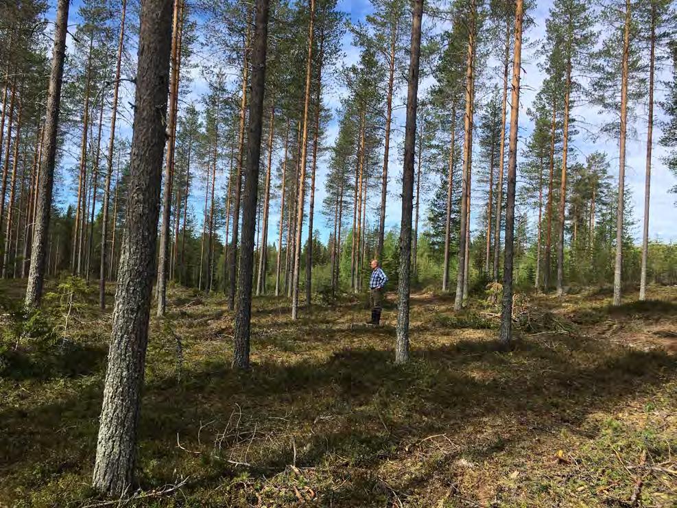 Pulangalla yläharvennettu sijitusrahastn metsä.