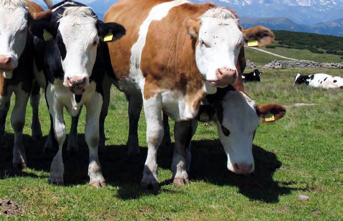 Aussage zu den gesundheitlichen Effekten von Fleisch ermöglichen, ließen die EAT Lancet Autoren unter den Tisch fallen, denn sie passten ihnen nicht ins Konzept!