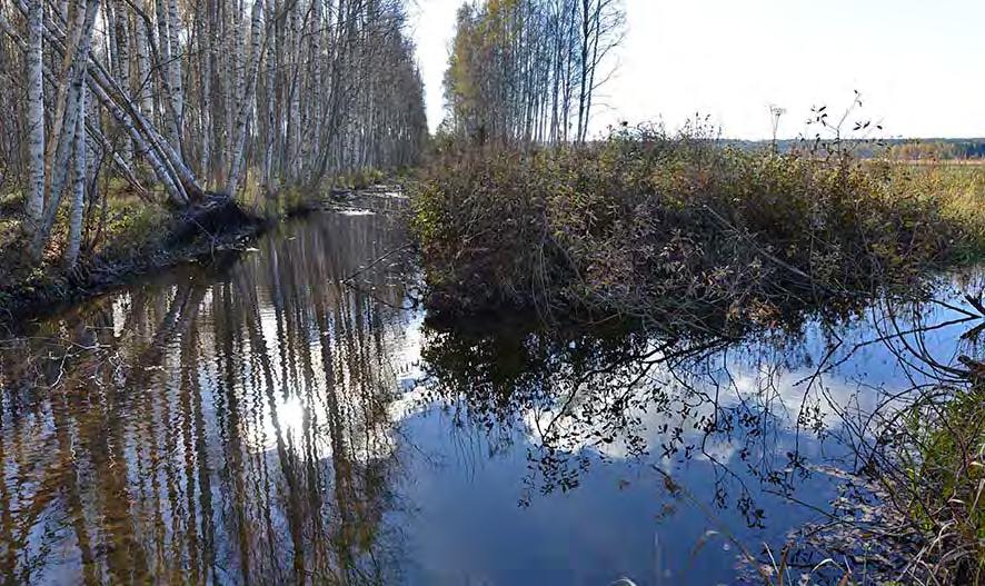4 Syvän altaan ruoppaaminen Sammalsillanojaan Havainnekuvat Sammalsillanojan syvän altaan (2) paikasta ruoppauksen edellä ja jälkeen suoraan kiinni uomaan sen molemmille puolille: Kuva 1.