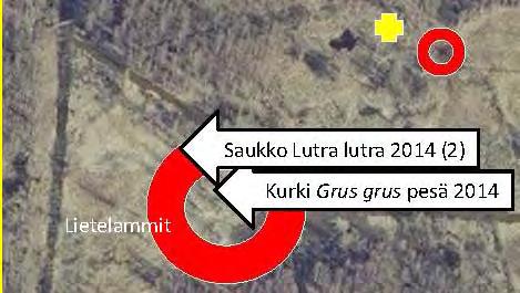 8 Matalien altaiden ruoppaaminen Lietelammille Kurjen pesäpaikka (nuoli) sijaitsi 2014 Sammalsillansuon Lietelammien veden peittämällä ydinalueella valtaojien suupuolella altaan 3 ruoppaus ja