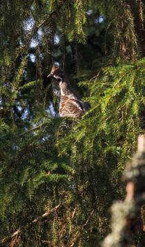 Reheväpohjaiset puronvarret, viljelysten laiteet ja karjan metsälaitumet ovat kaventuneet pinta-alaltaan voimakkaasti. 1990-luvulta lähtien kanta on ollut varsin vakaa.