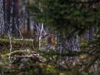 Tutkimustausta Riistametsänhoidon menetelmät on kehitetty käytännön metsätaloudessa toimiviksi ja niiden taustalla on vankka tutkimustausta.