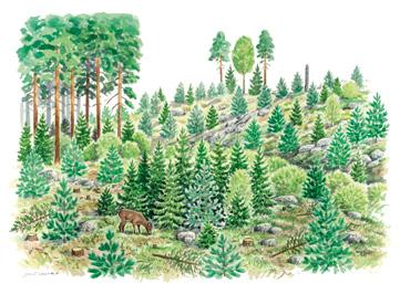 Taimikonharvennus Hoitamattomat ylitiheät taimikot ovat, pyytä lukuun ottamatta, metsäkanalinnuille liian tiheitä elinympäristöjä.