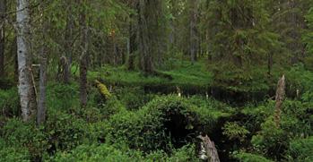 Muut riistametsänhoidon erikoiskohteet Korvet Suon ja kankaan välisen vaihettumisvyöhykkeen ohella korvet ovat metsäkanalintujen elintärkeitä poikue-elinympäristöjä, joita kannattaa vaalia.