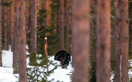 Riistametsäsuunnittelu Miten määritellään hyvä riistaympäristö? Riistan elinympäristöihin vaikuttavat monet kuvio- ja maisematason rakennetekijät.