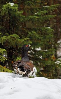 Metso Metso (Tetrao urogallus) on kanalinnustamme suurin ja sitä esiintyy Tunturi-Lappia lukuun ottamatta koko Suomessa. Metson pesimäkanta taantui jopa 70 prosenttia 1960-luvulta 1990-luvulle.