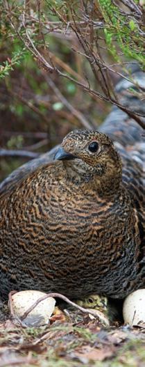 Teeri Teeri (Lyrurus tetrix) esiintyy aivan pohjoisinta lukuun ottamatta koko Suomessa. Metsä- ja Tunturi-Lapin rajoilla teerikanta on kuitenkin harva.