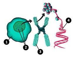 DNA-rihma, jossa geenien kirjoitus