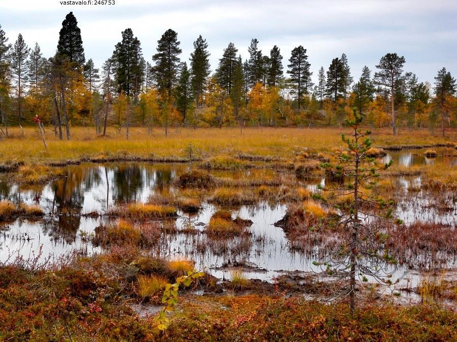 Taustaa Suot ja sulfaatti Palviainen, M., Lehtoranta, J.