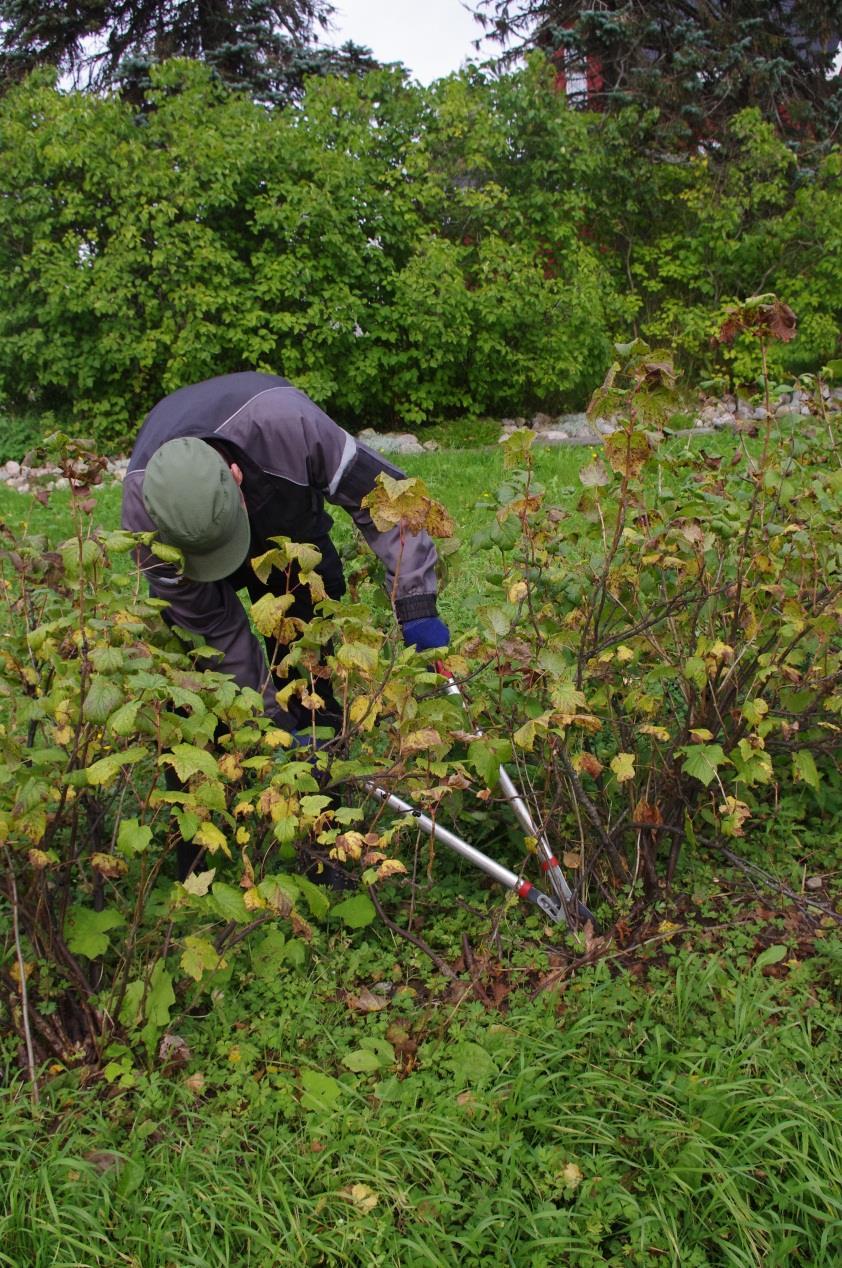 Herukan leikkuu Herukan leikkuun voidaan osin koneellistaa. Koneleikkuulla saadaan riviväleihin päin suuntautuvat, lamoavat okasta pois.