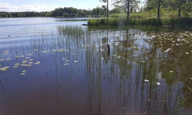 Ahokkaanrannan länsiosassa, suunnittelualueen reunassa aiemmin todettua (2008) keltahierakkaa (UHEKS) ei tässä inventoinnissa todettu.