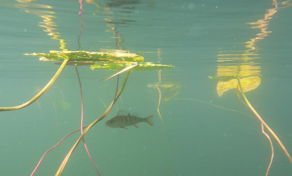 Pintavesien tila Ekologinen tila Biologiset tekijät (kalat, vesikasvit, kasviplankton, piilevät) Kemiallinen tila Eliöpitoisuudet - Hg ahvenessa - 2016 PBDE, PAH - 2018 PFOS, HBCDD, dioksiinit,