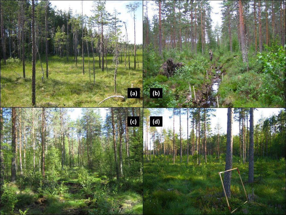 Kasvillisuuden palautuminen käynnistyy Rämeet (Kareksela ym. 2015, Haapalehto ym.