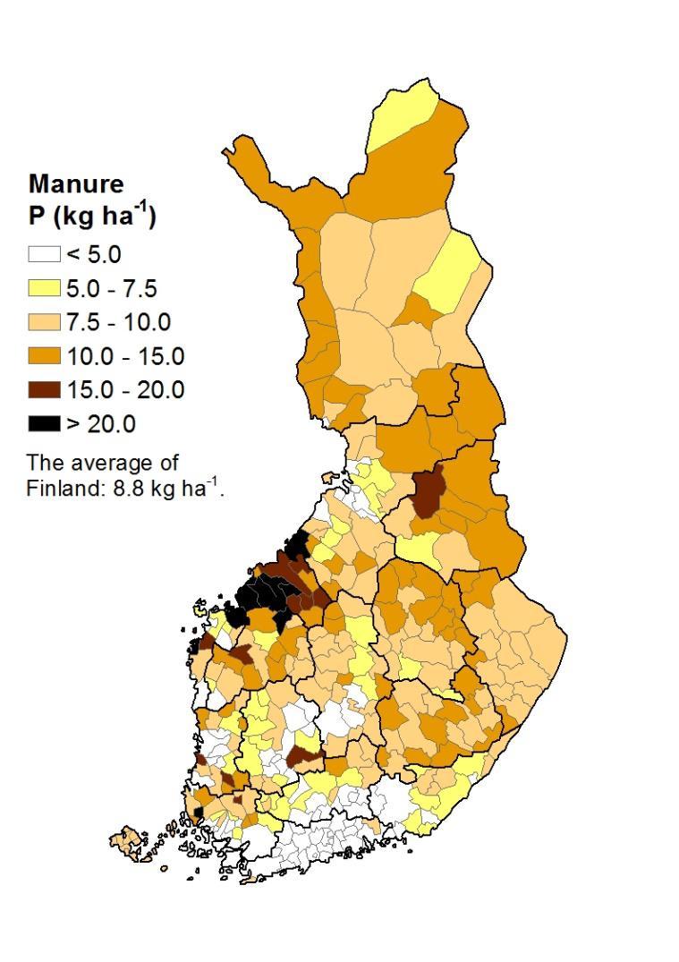 Lanta on arvokas raaka-aine Kotieläintuotannon lannan fosfori riittäisi teoriassa kattamaan