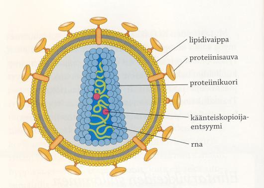 Helsingin yliopisto/tampereen yliopisto Henkilötunnus - hakukohde Sukunimi Molekyylibiotieteet/ Bioteknologia Etunimet Valintakoe 20.5.2013 Tehtävä 2 Pisteet / 30 2.