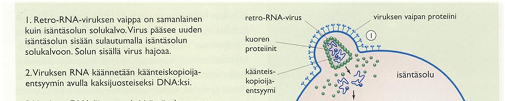 2. c) Piirrä kaaviokuva HI-viruksen lisääntymisestä isäntäsolussa ja nimeä prosessin vaiheet 2.